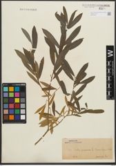 Foto von Salix purpurea L.